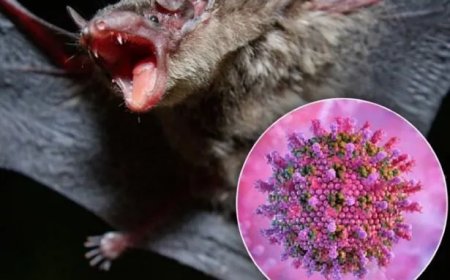 Nipah-virus in India roept wereldwijde waakzaamheid op