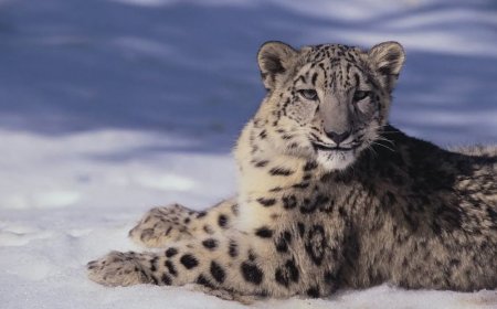 Skitoerist gewond door zeldzame aanval van sneeuwluipaard in Xinjiang, China