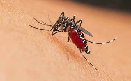 Overlijden na chikungunya-infectie gemeld – onderzoek gestart