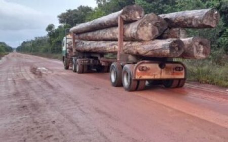 Hof vernietigt omstreden vonnis over houtexport naar India