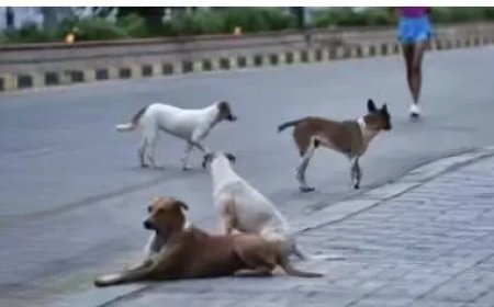 Massale moord op zwerfhonden in Telangana gaat door: weer 200 doden