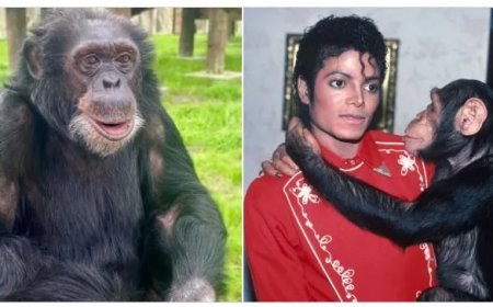 Michael Jacksons huischimpansee Bubbles nog in leven op 43-jarige leeftijd