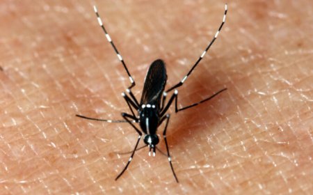 Al één dode en 134 chikungunya-besmettingen