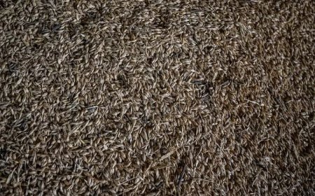 Ernstige vorst bedreigt Oekraïense wintergewassen