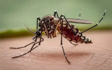 De kleine vervelende vlieg 'uit Egypte' bijt weer