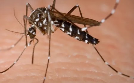 Reikwijdte uitbraak chikungunya nog niet vastgesteld; 134 bevestigde gevallen