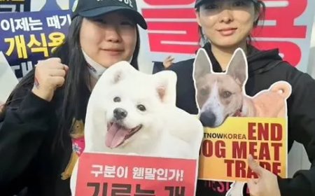 Zuid-Korea verbiedt consumptie van hondenvlees definitief