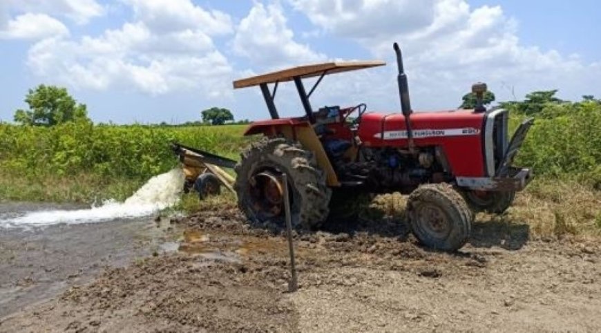 Noodkreet uit de rijstvelden: padieboeren in de knel