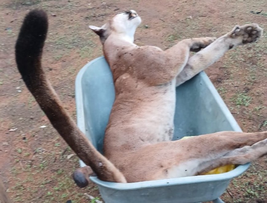 Eerder reeds poema doodgeschoten te Stonhoekoe