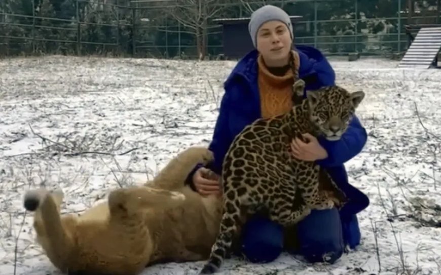 Leeuwen en tijgers gewond na Russisch bombardement op Oekraïense dierentuin