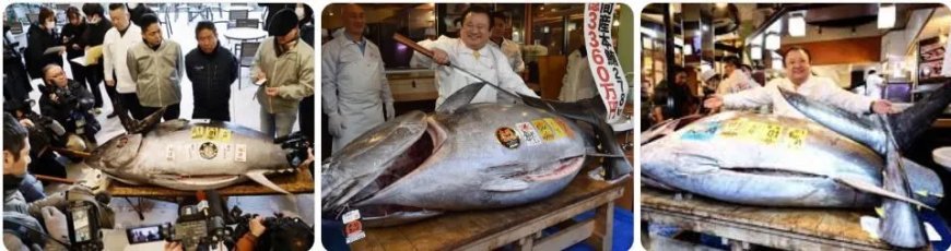 ‘Tuna King’ betaalt recordbedrag van $3,2 miljoen voor blauwvintonijn op veiling in Tokio