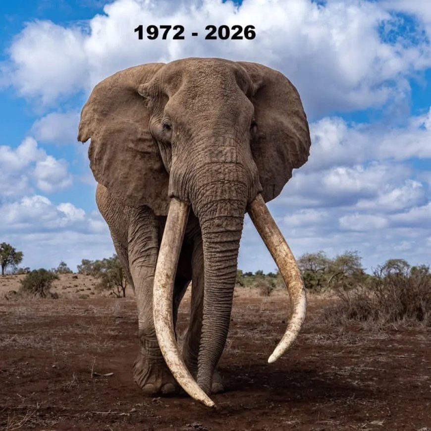 Opmerkelijk – Beroemde Keniaanse olifant met slagtanden van 45 kilo overleden op 54-jarige le