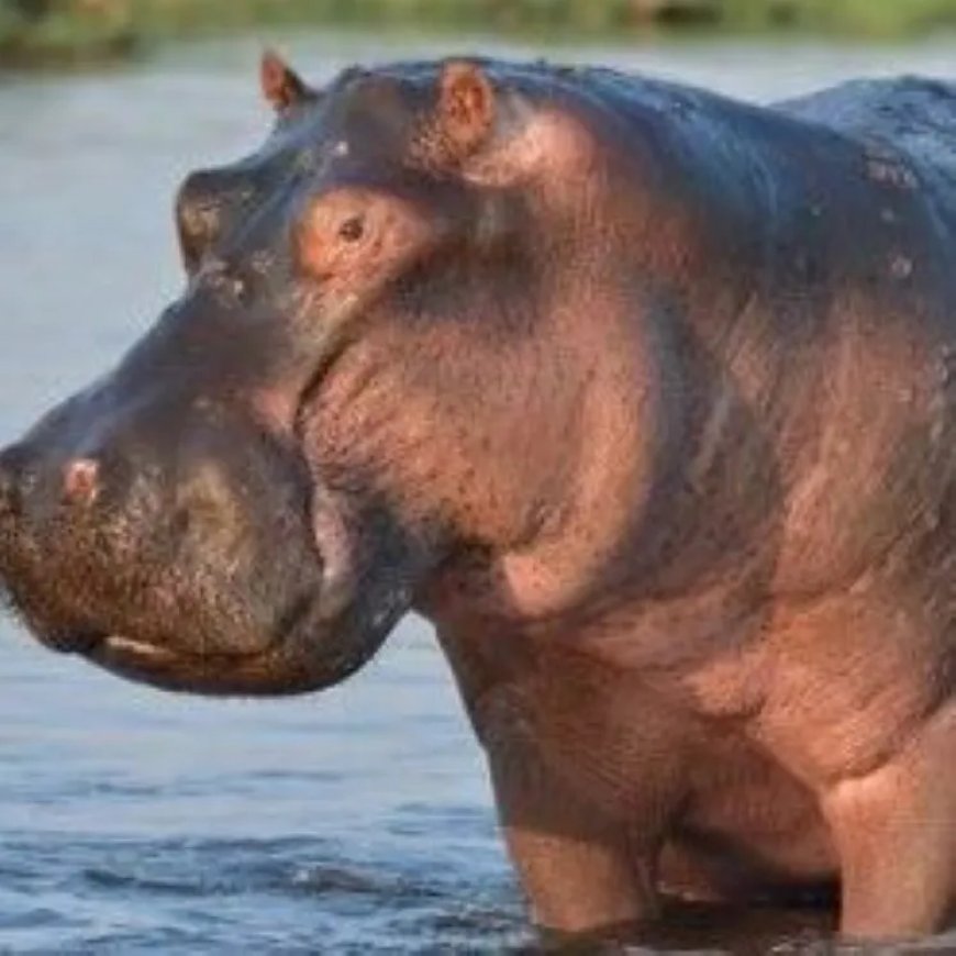 Vier vissers in Kenia omgekomen door aanval nijlpaarden