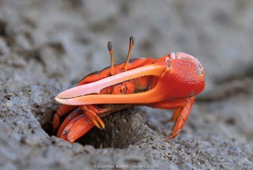 Opmerkelijk – Onderzoek in Colombia: Kleine krabben kunnen oplossing zijn voor microplastics 