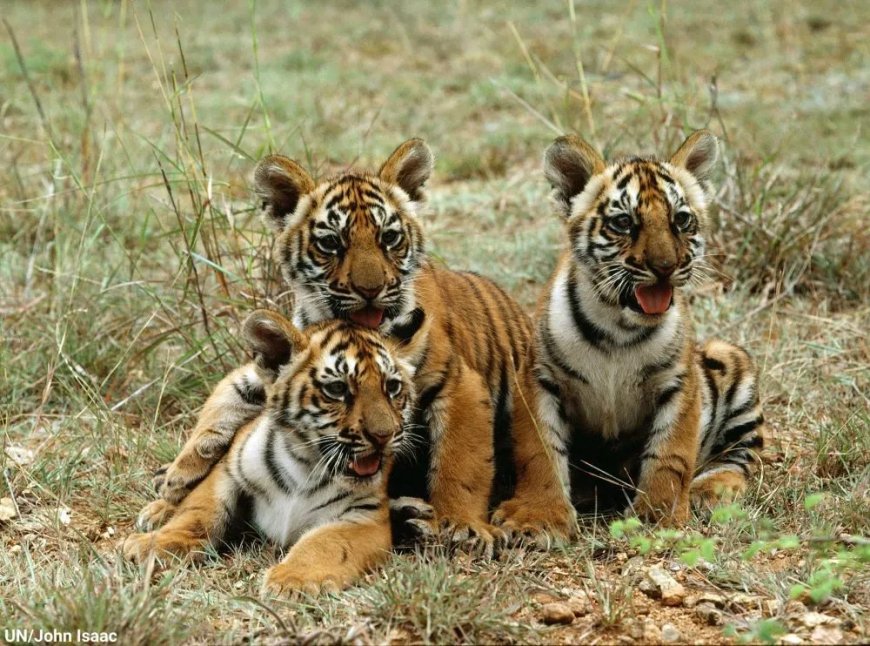 Experts waarschuwen voor schokkende trend in de handel in tijgers