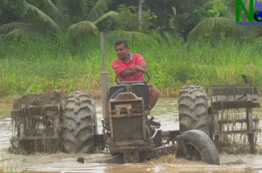 Economische noodzaak, hoop en ontbreken van alternatieven nopen rijstboeren door te gaan met 