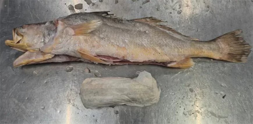 Politie Nederland: ruim 300 kilo cocaïne aangetroffen in bevroren vis uit Suriname