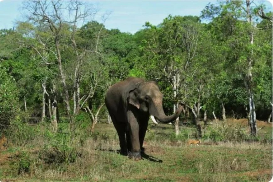 Jacht geopend op agressieve olifant na dodelijke aanvallen in India