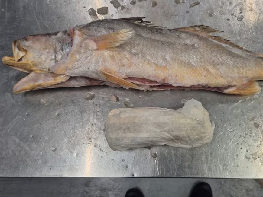 Honderden kilo’s cocaïne ontdekt in viszending uit Suriname