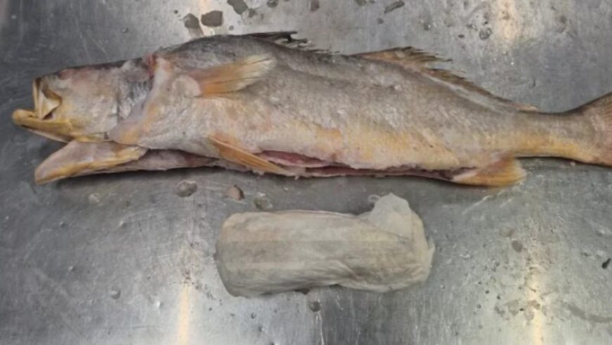 Ruim 300 kilo cocaïne in vis uit Suriname onderschept in Nederland