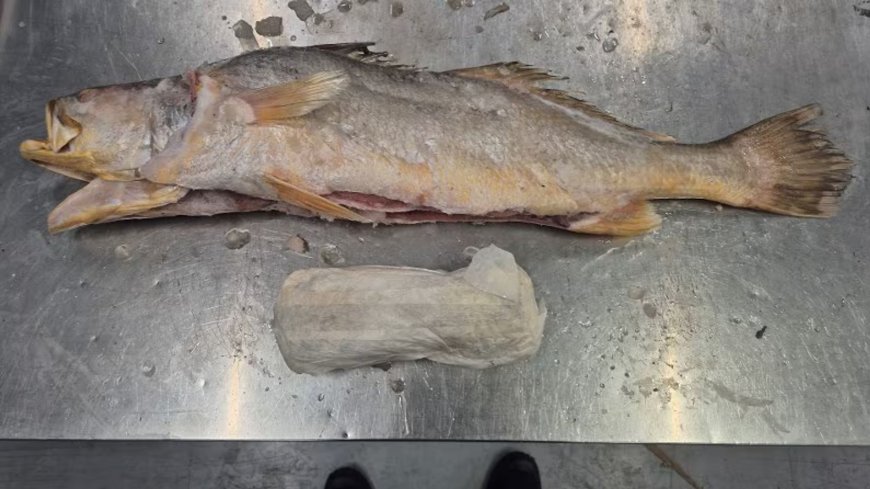 319 kilo cocaïne aangetroffen in Nederland in container met vis uit Suriname