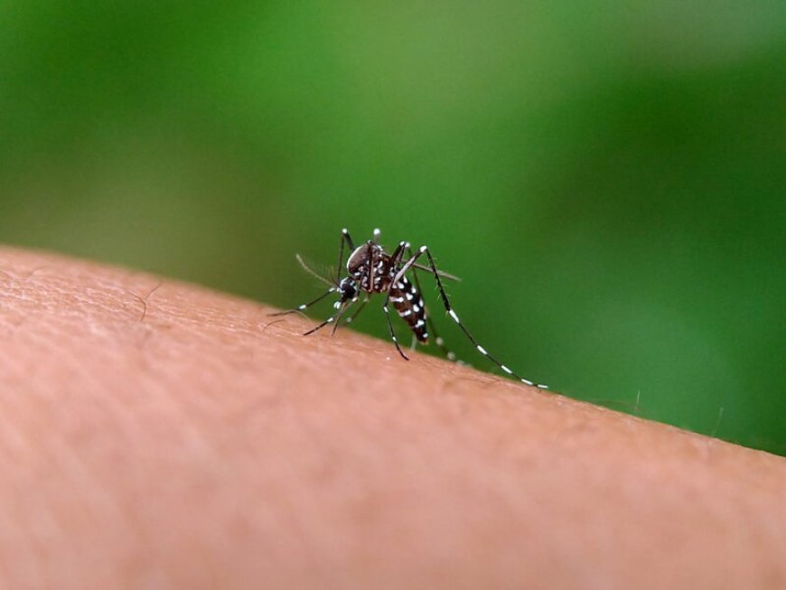 Chikungunya duikt weer op in Suriname