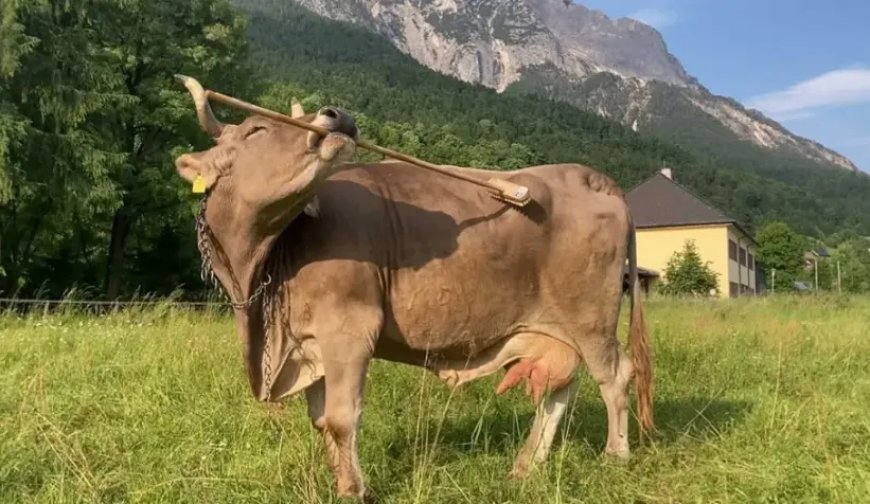 Opmerkelijk – Slimme koe in Oostenrijk krabt eigen rug met bezemsteel