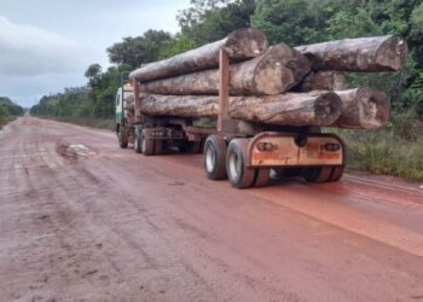 Hof vernietigt omstreden vonnis over houtexport naar India