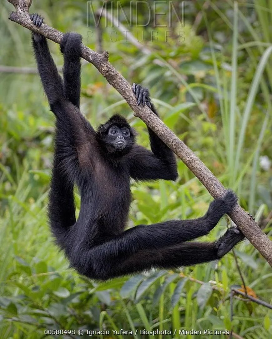 Slimme slingerapen…