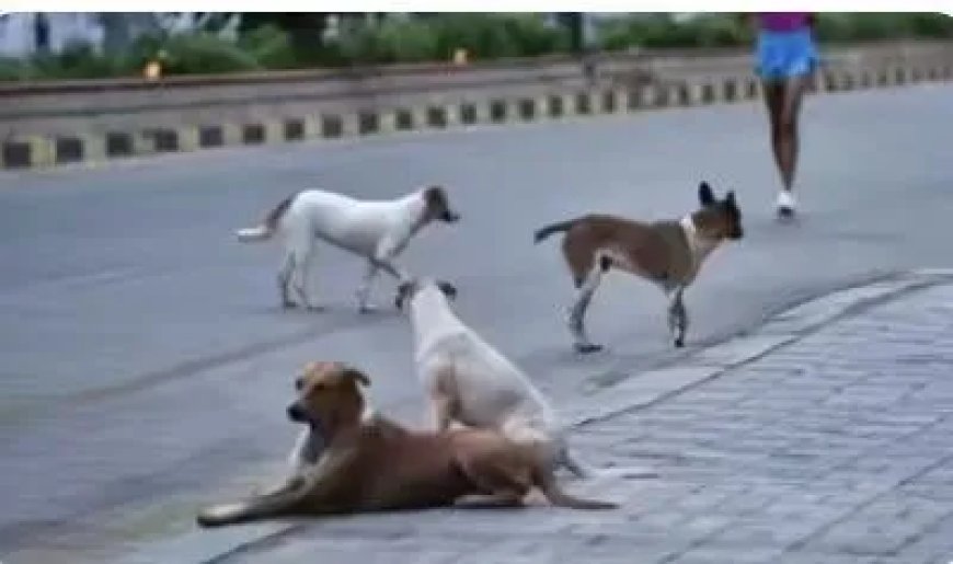 Massale moord op zwerfhonden in Telangana gaat door: weer 200 doden