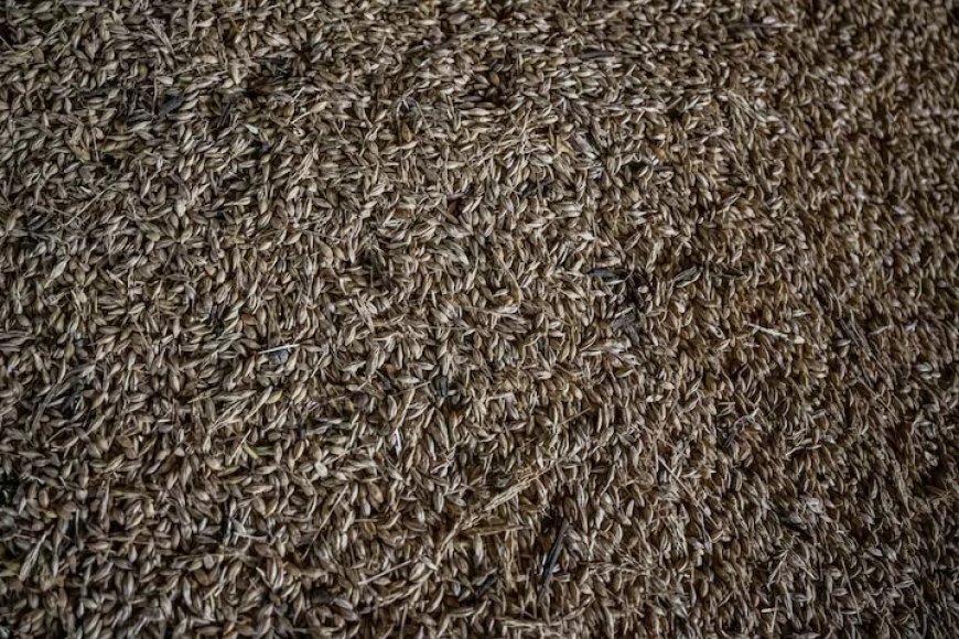 Ernstige vorst bedreigt Oekraïense wintergewassen