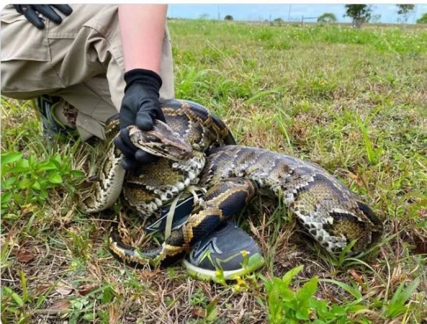 Python van 92 kilo sleept slangenjager mee in Florida