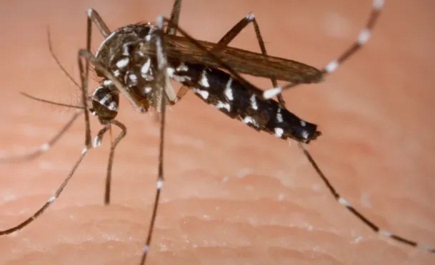 Reikwijdte uitbraak chikungunya nog niet vastgesteld; 134 bevestigde gevallen