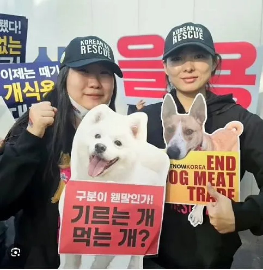 Zuid-Korea verbiedt consumptie van hondenvlees definitief