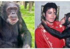 Michael Jacksons huis chimpansee Bubbles nog in leven op 43-jarige leeftijd