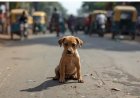 Man (20) opgepakt in Mumbai na seksueel misbruik en mishandeling van puppy