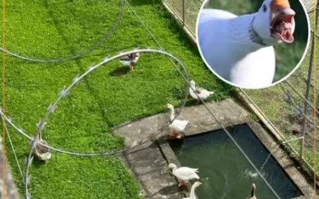 Ganzen als gevangenisbewakers blijken verrassend effectief