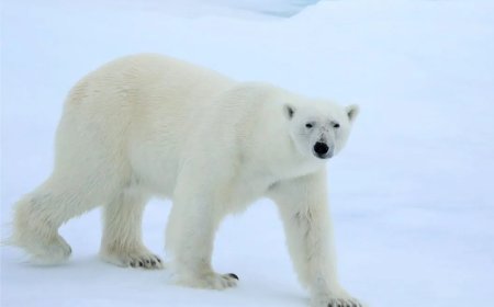 Opmerkelijk – IJsberen Spitsbergen verrassen wetenschappers: dieren worden ondanks smeltend i