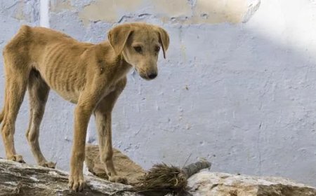 Hoge straffen voor dierenbeulen