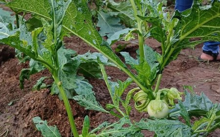 Tuinieren op school, leren met de handen in de aarde