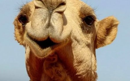 Saoedi-Arabië geeft kamelen een eigen paspoort