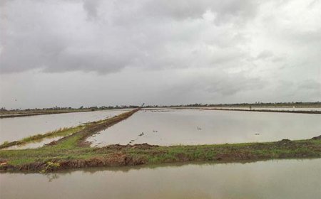 Rijstboeren hoopvol, maar onzeker over prijsvaststelling