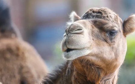 Opmerkelijk – 2 miljoen kamelen in Saoedi-Arabië krijgen een paspoort