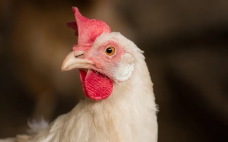 LVV stelt invoer pluimveevlees uit risicogebieden tijdelijk stop