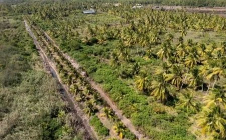 Klimaatbestendigheid krijgt wortels in Coronie