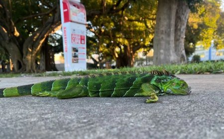 Opmerkelijk – Florida laat 5.000 uit bomen vallende leguanen inslapen 