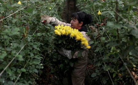 Tarieven drukken Colombiaanse bloemenindustrie
