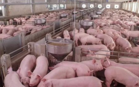 Man uit New York krijgt meer dan zeven jaar cel voor moord-voor-huur plan met varkens