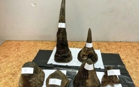 Opmerkelijk – Man gearresteerd in Thailand voor het smokkelen van neushoornhoorns in vlees