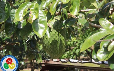 Zudo Tropical Fruits krijgt fikse duw in rug met Surge-grant